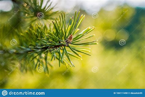 Close Up Photo Of Green Needle Of Coniferous Pine Tree On The Side Of