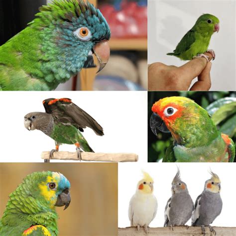 Perruche et perroquet Différence entre perruche et perroquet