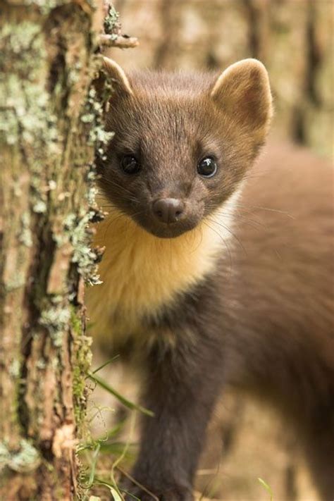 M2 is located in the corner of an l that the forest makes around the swamp. janetmillslove: Pine marten moment love. Wild Fauna Love ...