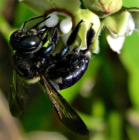 Wildlife Wednesday Native Bees Of Houston Nature Discovery Center