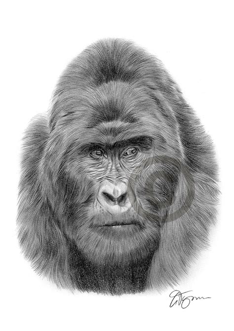 Mountain Gorilla Pencil Drawing Print A3 A4 Sizes Signed