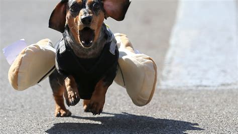 Wiener Dogs Give It Their All Oktoberfest Race