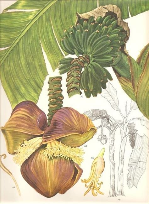 Pin By Jano Bautista On Frut S And V€rdur S Ort Liz As And C€r€ L€s Botanical Drawings