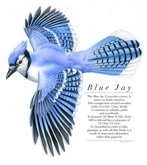Bird Illustration Blue Jay Bird Art Print Of Original Artwork A3