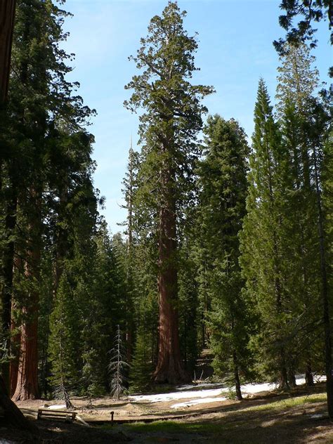 List Of Giant Sequoia Groves Wikipedia Yosemite National Park