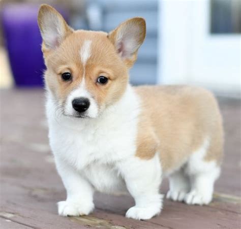They love playing, they are wonderful with kids, and they are as cute as can be! Pembroke Welsh Corgi Puppies For Sale | Sun City, AZ #319642