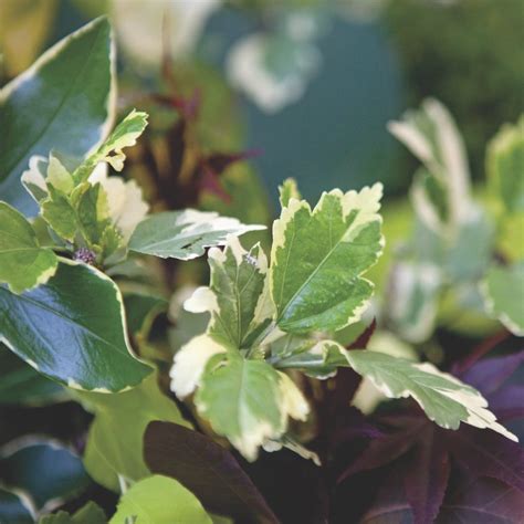 Foliage For Flower Arrangements Flower Magazine