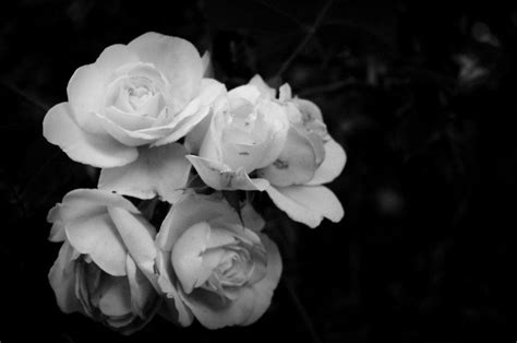 White Roses Black And White Roses Rose