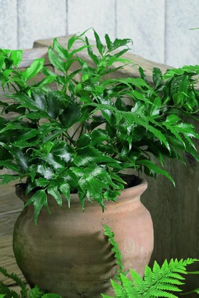 Maybe you would like to learn more about one of these? Buy Japanese Holly Ferns - FREE SHIPPING Cyrtomium ...
