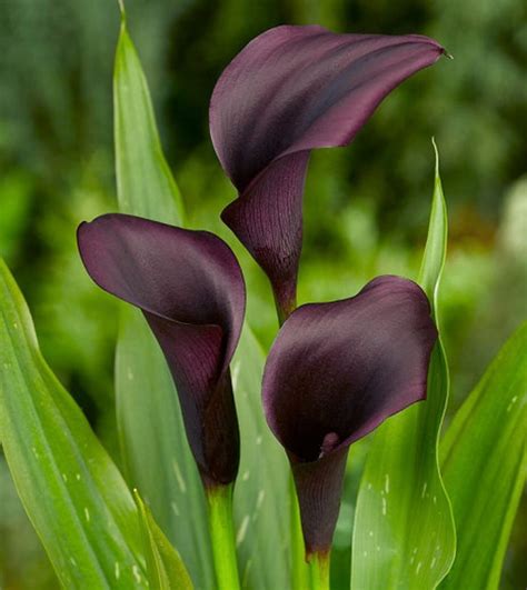 Zantedeschia Odessa Calla Lily Arum Lillies Etsy Hong Kong