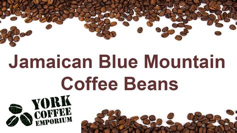 We are also members of jamaica coffee grower's association. Jamaican Blue Mountain Coffee Beans - YouTube