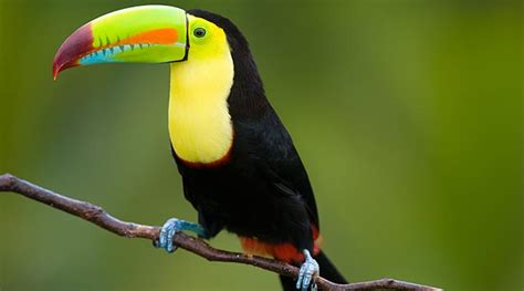 Toucans Your Most Colorful Neighbor Pacifico Costa Rica