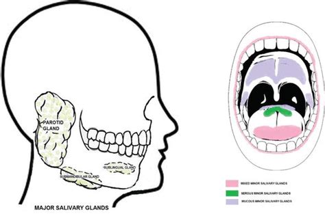 Secretions Of Human Salivary Gland Intechopen