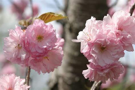 The hardiest of the cherry tree family, the kwanzan heightens springtime each year, welcoming the new season with unmatched color. Powell Gardens' Blog: Reflections of a Grand Growing Season