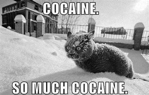 This Cat Is Stoned Funny Pictures Quotes Memes Funny Images Funny Jokes Funny Photos