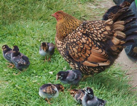 Check spelling or type a new query. Breed Profile: Wyandotte Chickens — A Top Backyard Choice ...