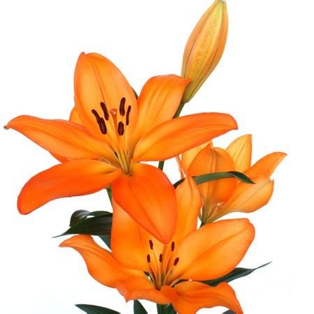 LILY LA MILLBURN 90cm Wholesale Dutch Flowers Florist Supplies UK