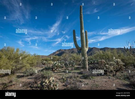 The ineffable beauty of the Desert Stock Photo - Alamy