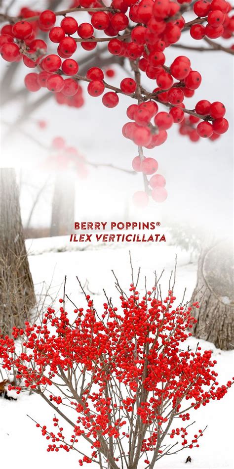 Berry Poppins Winterberry Ilex Verticillata Proven Winners