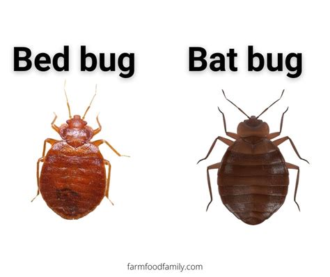 Carpet Beetles Vs Bed Bugs