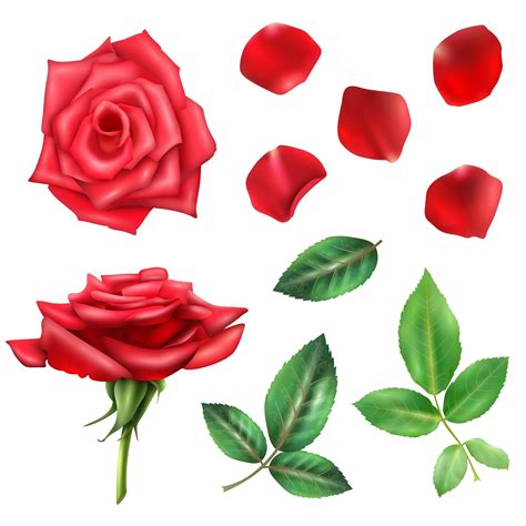 Rose Flower And Petals Set 472258 Vector Art At Vecteezy