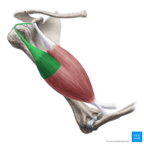 This tendon can be ruptured through a forceful shoulder or elbow movement. Biceps brachii muscle: Anatomy, definition, function | Kenhub