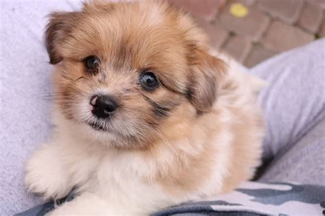 Shih tzu pom mix puppies. Adorable Female PomShih Puppy For Sale Nov 3rd 2017 ...