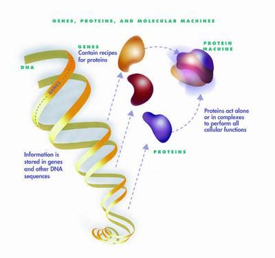 Maplestory personality traits system is released under the age of artisans update! Genome Science Images人类基因组图片|生物图片与动画|生物软件网