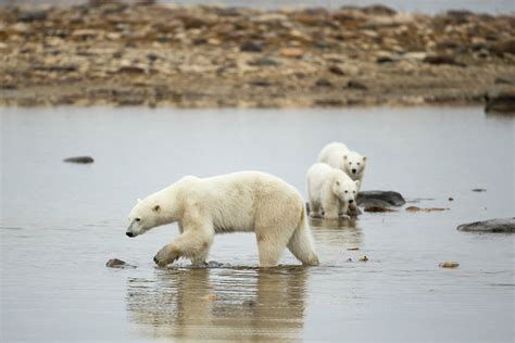 Polar Bear And Cubs By Hudson Bay Manitoba Canada Paul Souders