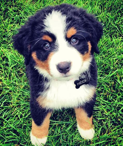 Heidi The Bernese Mountain Dog Puppies Daily Puppy