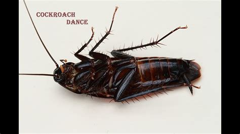 Here you can download any video even dancing cockroach from youtube, vk.com, facebook the video is converted to various formats on the fly: Cockroach Dance| তেলাপোকার নাচ - YouTube