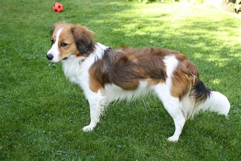 Wenn sie zum ersten mal ein kooikerhondje sehen. Kooikerhondje vom Stormsteich - Kooikerhondje - Welpen vom ...