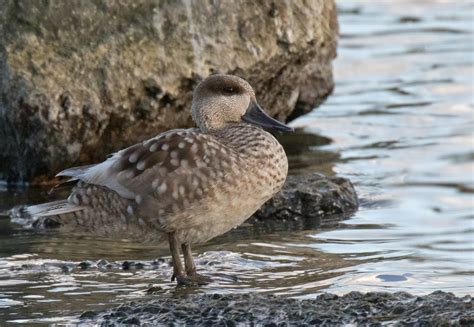 Marbled Duck Majorca Bird Images From Foreign Trips Gallery My