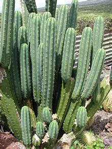 Each deeply ribbed trunk has 1 to 3 inch white to golden brown sharp spines. Echinopsis pachanoi - Wikipedia