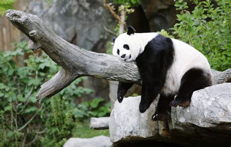 Pandas At Vienna Zoo Fail To Mate