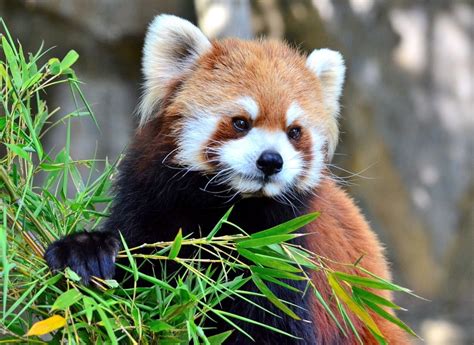 Top 10 Zoos in Japan | All About Japan