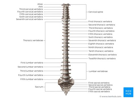 It's the progenitor of frameworks like ember, angular, even meteor. Spine anatomy diagrams and interactive vertebrae quizzes ...