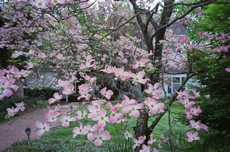 Pink Dogwoods 3 Suzanne Peterson Flickr