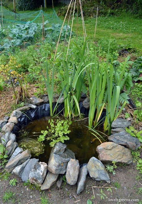 How To Build A Small Wildlife Pond In The Garden Ponds For Small Gardens Ponds Backyard