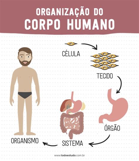 Prof Dit Estrutura Do Corpo Humano Corpo Humano Sistemas Do Corpo