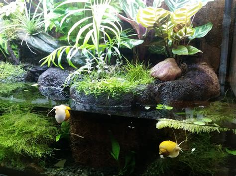 Setting Up A Paludarium Paludarium Fauna