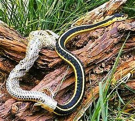 The genus agkistrodon includes 10 species. I grew, transformed, shed some ways like snakeskin ...