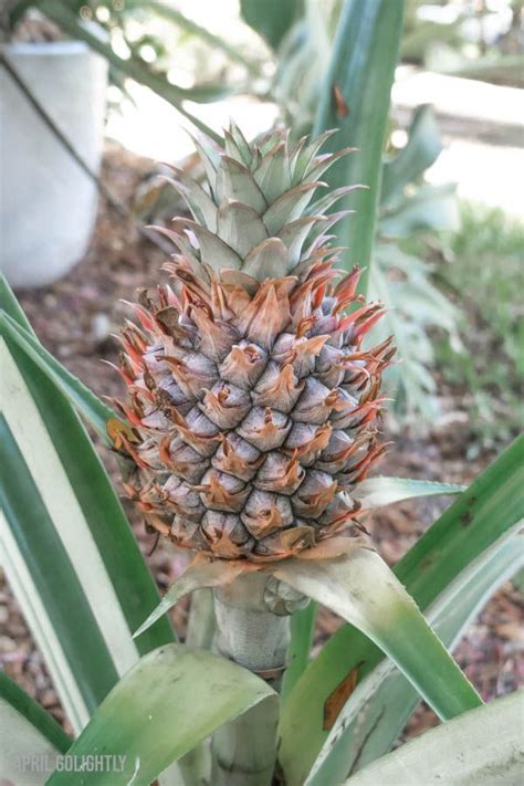 How To Grow Pineapple In Your Yard Growing Pineapple Gardening For