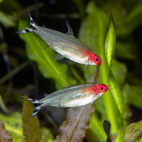 Rummy Nose Tetra Overview Care And Breeding Guide