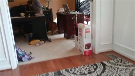 Crazy Dog Running Around The House Youtube