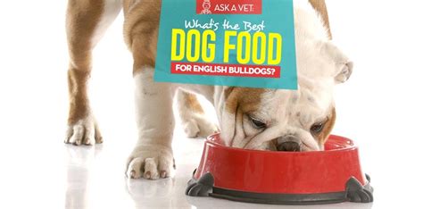 Today i'll be discussing bulldog nutrition and the best dog food for english bulldogs that are available on the market right now. Best Dog Food for English Bulldogs: 6 Vet Recommended Brands