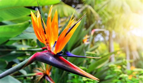 Strelitzia Reginae Types Growth And Maintenance