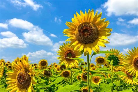 Mengenal Bunga Matahari Dari Asal Usul Sejarah Jenis Dan Manfaat