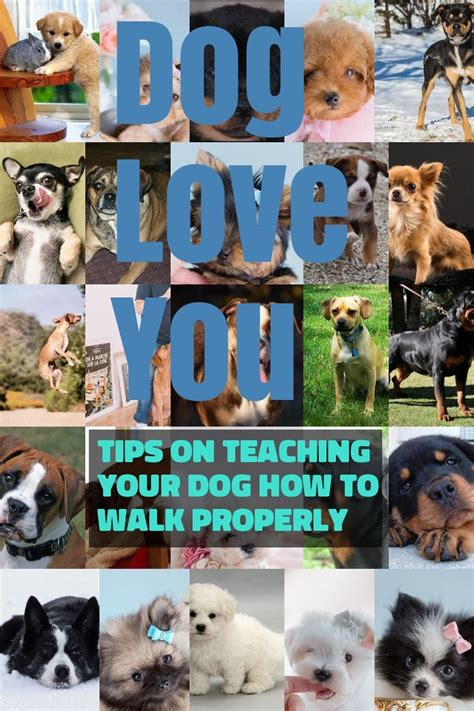 You And Your Dog Tips For A Great Relationship Pets Activities