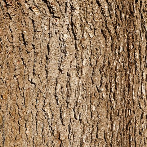 Brown Tree Bark Stock Photo Adobe Stock